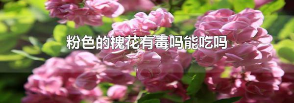 粉色的槐花有毒吗能吃吗