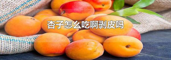 杏子怎么吃啊剥皮吗
