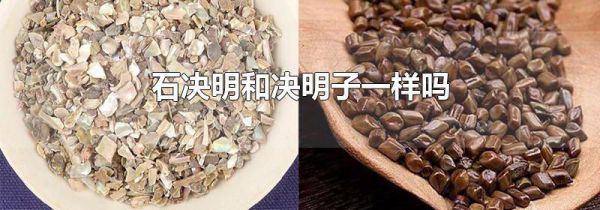 石决明和决明子一样吗