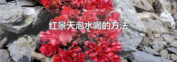 红景天泡水喝的方法