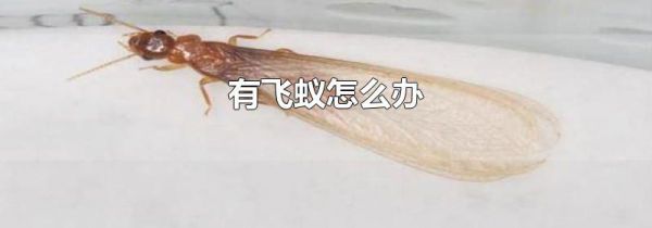 有飞蚁怎么办