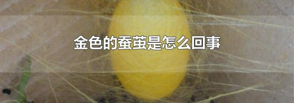 金色的蚕茧是怎么回事