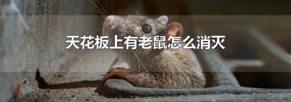 天花板上有老鼠怎么消灭