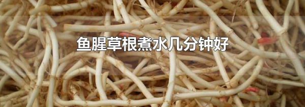 鱼腥草根煮水几分钟好