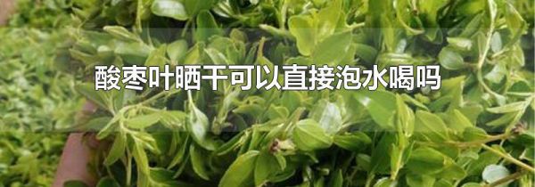 酸枣叶晒干可以直接泡水喝吗