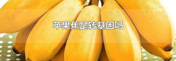 苹果蕉是转基因吗