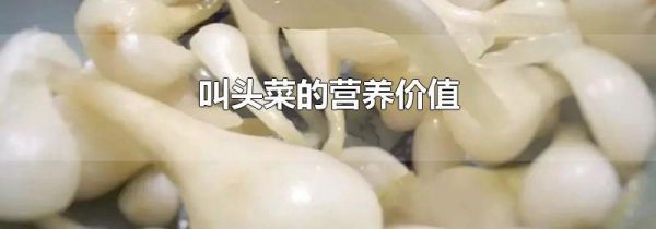叫头菜的营养价值