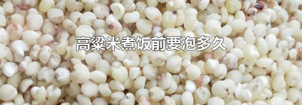 高粱米煮饭前要泡多久