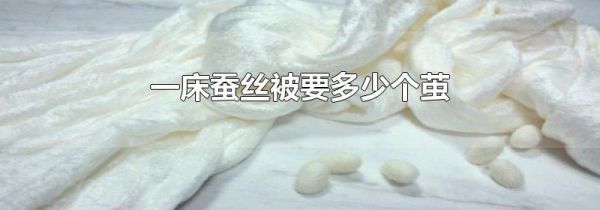 一床蚕丝被要多少个茧