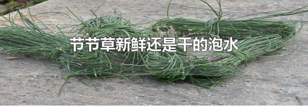节节草新鲜还是干的泡水