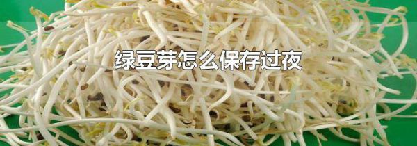 绿豆芽怎么保存过夜