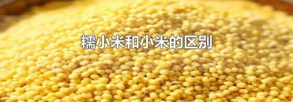 糯小米和小米的区别