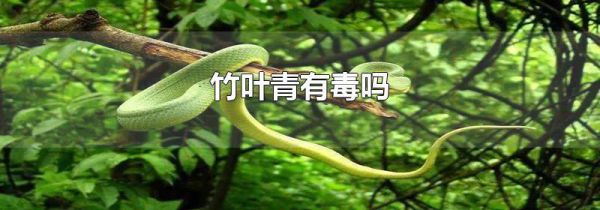 竹叶青有毒吗