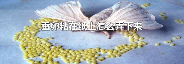 蚕卵粘在纸上怎么弄下来