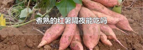 煮熟的红薯隔夜能吃吗