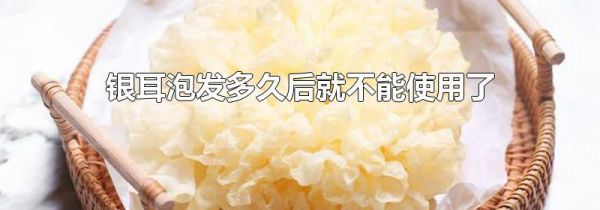 银耳泡发多久后就不能使用了