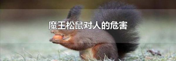 魔王松鼠对人的危害