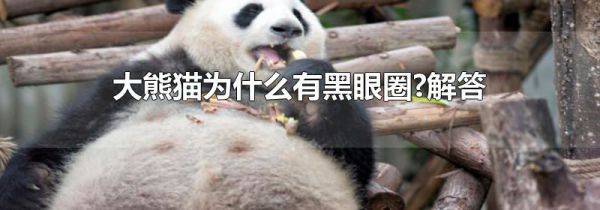 大熊猫为什么有黑眼圈?解答