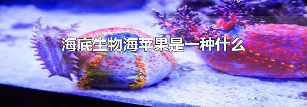 海底生物海苹果是一种什么