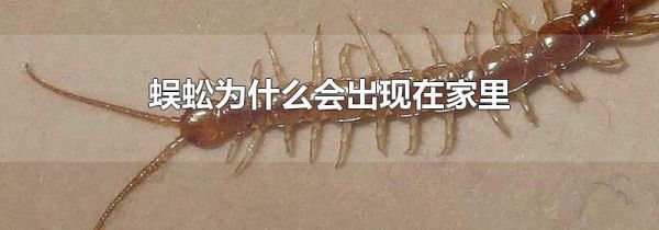 蜈蚣为什么会出现在家里