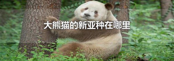 大熊猫的新亚种在哪里
