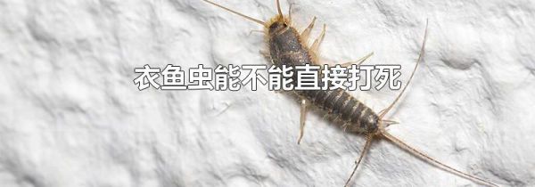 衣鱼虫能不能直接打死