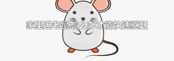 家里进老鼠怎么办才能快速驱赶