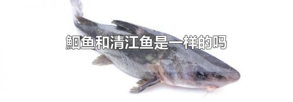 鮰鱼和清江鱼是一样的吗