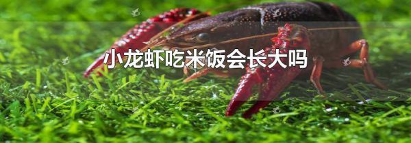 小龙虾吃米饭会长大吗