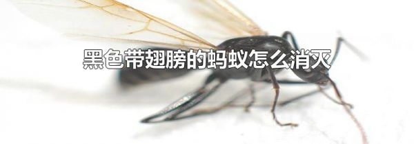 黑色带翅膀的蚂蚁怎么消灭