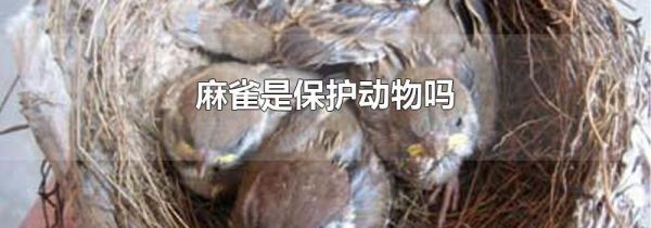 麻雀是保护动物吗
