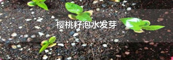 樱桃籽泡水发芽