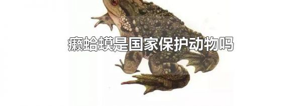 癞蛤蟆是国家保护动物吗