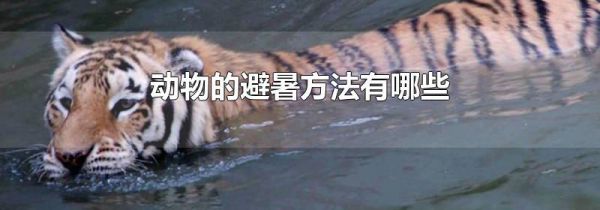 动物的避暑方法有哪些