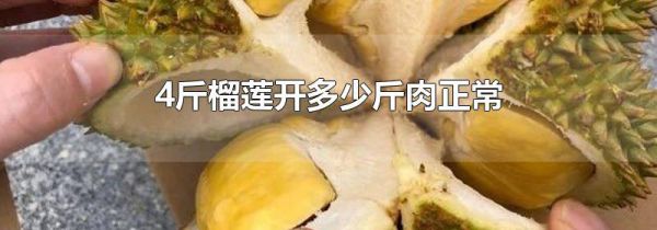 4斤榴莲开多少斤肉正常