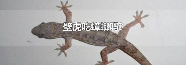 壁虎吃蟑螂吗?