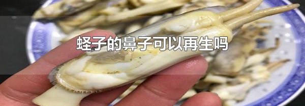 蛏子的鼻子可以再生吗