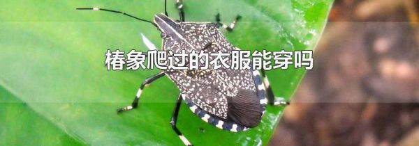 椿象爬过的衣服能穿吗