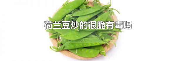 荷兰豆炒的很脆有毒吗