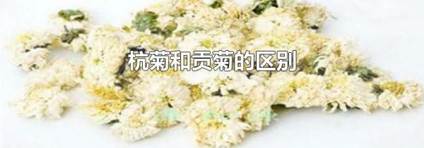杭菊和贡菊的区别
