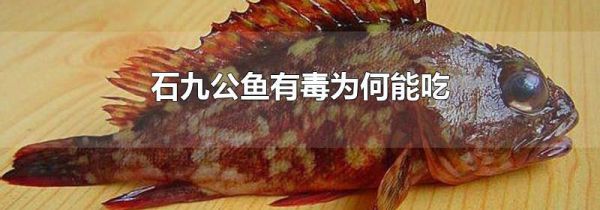 石九公鱼有毒为何能吃