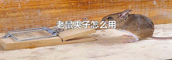 老鼠夹子怎么用