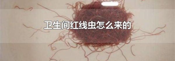 卫生间红线虫怎么来的