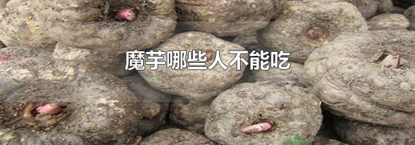 魔芋哪些人不能吃