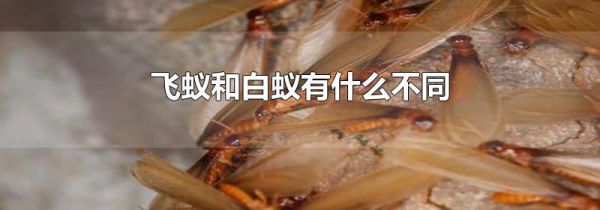 飞蚁和白蚁有什么不同