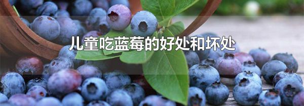 儿童吃蓝莓的好处和坏处