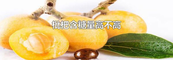 枇杷含糖量高不高