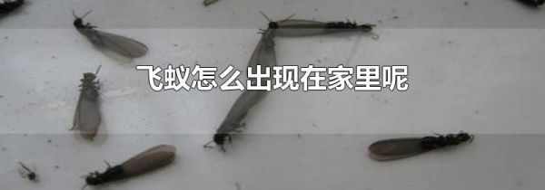 飞蚁怎么出现在家里呢