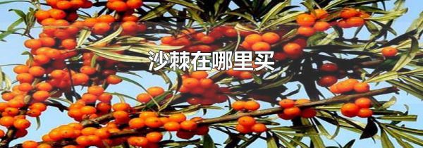 沙棘在哪里买