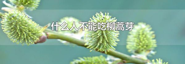 什么人不能吃柳蒿芽